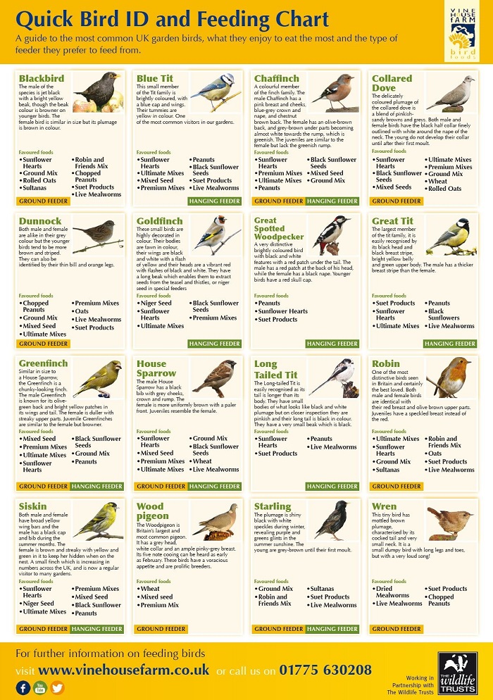 Bird ID Feeding Chart