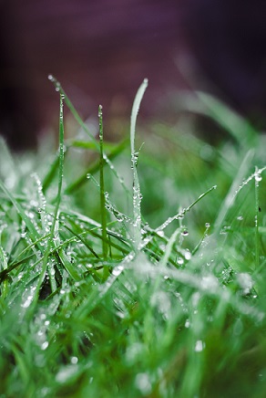 Mowing Wet Grasses6