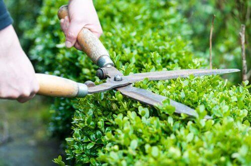 Garden Cleanup Tips: Trim the Hedge