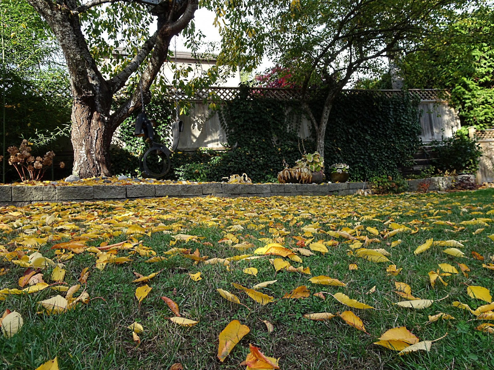 Garden Cleanup Tips :  Get Rid of Dry Leaves